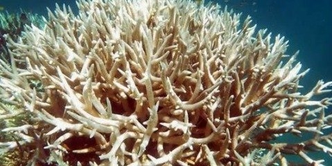تشدید پدیده سفیدشدگی صخره‌های مرجانی با افزایش گرمای جهانی