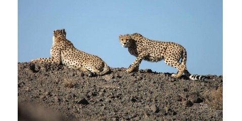 یوز ایرانی «در گرداب انقراض» است