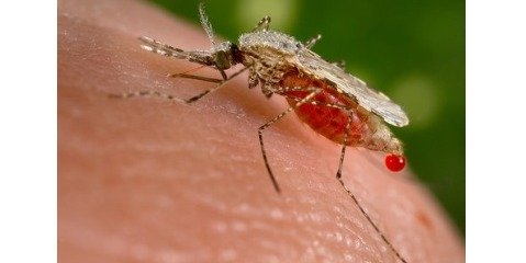دفع پشه‌های ناقل مالاریا با نانو لارو کش گیاهی  
