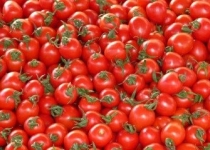 چینی‌ها موفق به تولید گوجه‌فرنگی تراریخته شدند