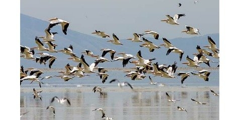 پویش «نه به کشتار پرندگان مهاجر» در مازندران کلید خورد