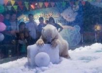 این خرس رو به مرگ است و خونش گردن ماست
