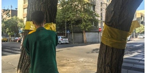 راهکار شورای شهر برای معضل مگسهای سفید تهران راهکار شورای شهر برای معضل مگسهای سفید تهران