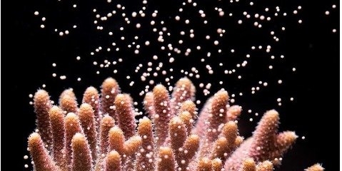 مرجان های آزمایشگاهی/ راه نجات تغییر اقلیم