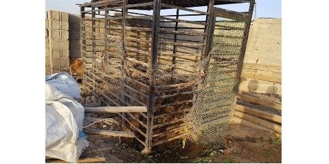 باغ وحش گراش، لکه‌ای سیاه در کارنامه مسئولان حیات وحش