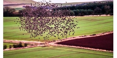 کاشت گل های وحشی در مزارع، پرندگان را جلب می کند