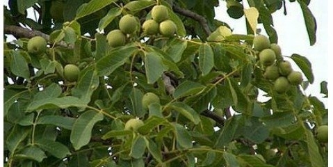 لزوم حرکت به سمت کشاورزی مدرن در لرستان