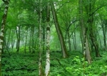 محدودیت سرمایه گذاری چالش پروژه مدیریت چند منظوره جنگل های هیرکانی