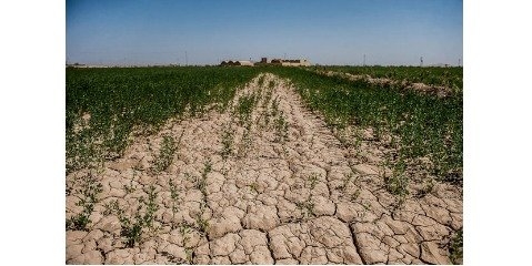 تأمین آب کشاورزی در مناطق خشک با تکنولوژی یک استارتاپ ایرانی
