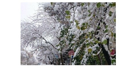 بررسی تبعات زیست محیطی نمک‌پاشی