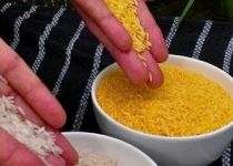 سلامت برنج تراریخته چین تایید شد