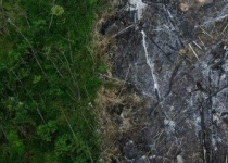 مرگ جنگل های آمازون بر اثر جاده سازی