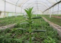 دهکده گیاهان دارویی گامی مؤثر در شکوفایی پتانسیل‌های خراسان‌جنوبی