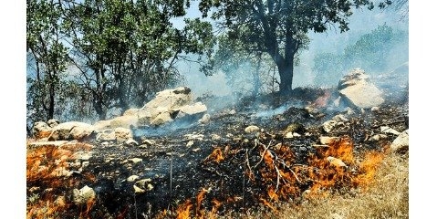 جنگل‌های سوخته‌ پاسارگاد احیا می‌شود