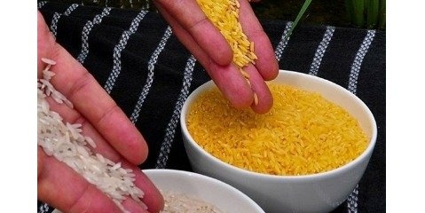 برنج تراریخته به بازار استرالیا رسید