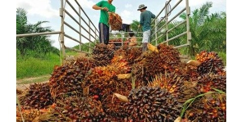 لزوم ممنوعیت استفاده از روغن پالم در سوخت زیستی