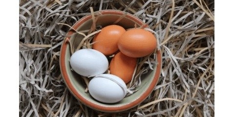 تولید سوخت پاک با استفاده از سفیده تخم مرغ