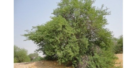 کاشت سرطان محیط زیست در اراضی جنوب کشور