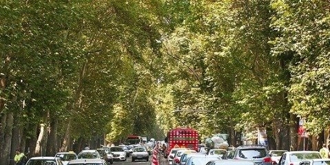 بایدها و نبایدهایی درباره چنارهای جوان ولی‌عصر