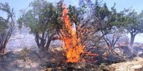  خسارت جنگل‌های در آتش سوخته در دست برآورد