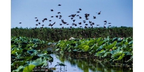 مجوزی برای ساخت سد در بالادست تالاب انزلی صادر نشده است