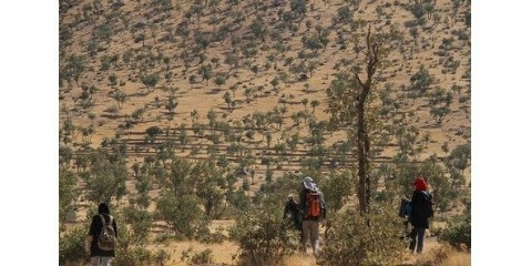  بیماری نیمی از درختان بلوط زاگرس