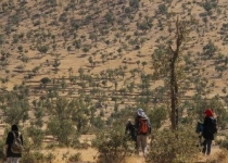  بیماری نیمی از درختان بلوط زاگرس