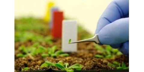نانوتکنولوژی به پایداری داروهای گیاهی کمک می کند