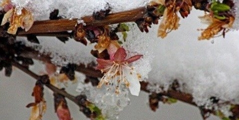 سرمازدگی ۱۵۰ هزار تن میوه را از بین برد