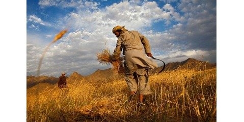یک میلیون و 240 هزارتن گندم از کشاورزان 6 استان خریداری شده است