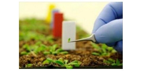 افزایش تولید گیاهان دارویی با باززایی و ریزازدیادی