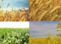 راه جبران خسارات کشاورزان عضویت در صندوق بیمه است