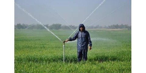 کشاورزان با توجه به افزایش دما دور آبیاری را تنظیم و در بازه های زمانی کوتاه تری انجام دهند