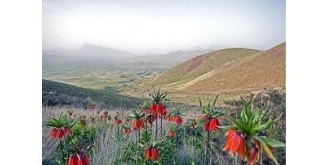  بسیاری از گونه‌های گیاهی نادر و بومی کشور در حال انقراض هستند