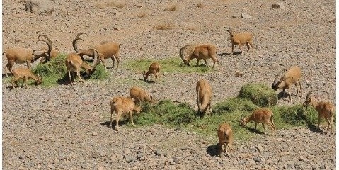 برای مناطق حفاظت شده گرمسیری تدابیر حفاظتی بیشتری اندیشیده شده است