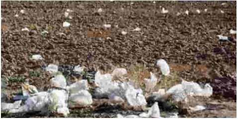 یشترین رهاسازی پلاستیک در اراضی کشاورزی در شهرستان رزن اتفاق می‌افتد