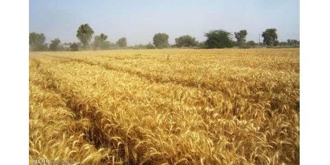 پرداخت پول گندم کاران در قالب دو قسط انجام می شود