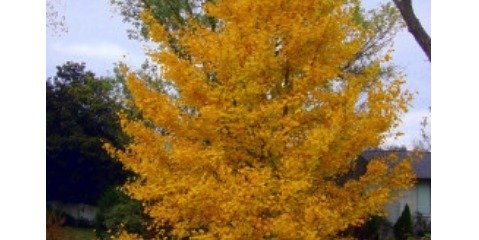 ژینکو درختی که با آلودگی هوا مقابله می کنند ژینکو درختی که با آلودگی هوا مقابله می کنند