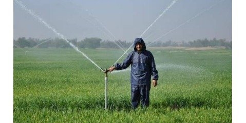 کشت جایگزین کم‌آب طلب در مازندران ضرورت دارد