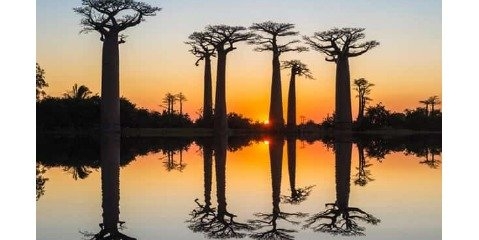 درختان غول پیکر آفریقایی پس از هزاران سال به طور ناگهانی از بین رفتند