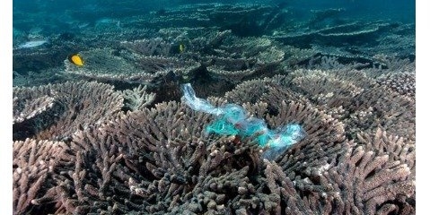 عامل تهدید کننده جدید صخره‌های مرجانی