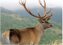 هیچ مجوزی برای شکار در استان گلستان صادر نشده است