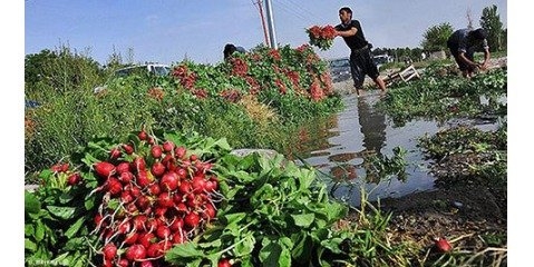 معرفی ۲۱۱ مورد تخلف آبیاری با فاضلاب به مراجع قضایی در سال ۹۶