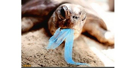  تاثیرات ویرانگر آلودگی پلاستیکی در حیات وحش 