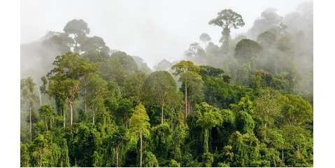 تغییرات اقلیمی به جنگل‌های باران‌خیز مناطق گرمسیری و استوایی آسیب می‌زند