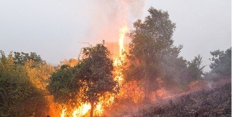20 هکتار عرصه جنگلی باشت در کهگیلویه و بویراحمد سوخت