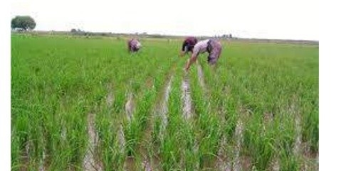 کشت برنج به غیر از استان‌های شمالی ممنوع است