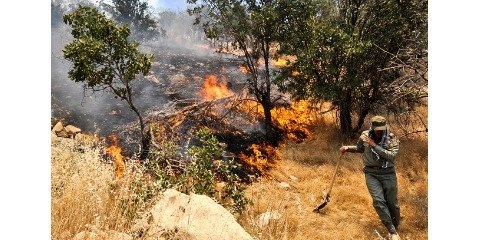 طلای سبزی که هر سال خاکستر می‌ شود