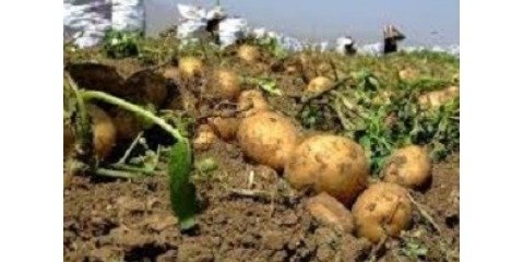 خرید تضمینی ۲۶ هزارتن سیب زمینی بهاره از کشاورزان