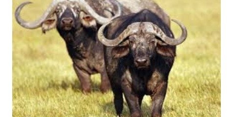 گاومیش ها در اثر حریق به وجود آمده در هورالعظیم آسیب دیدند گاومیش ها در اثر حریق به وجود آمده در هورالعظیم آسیب دیدند